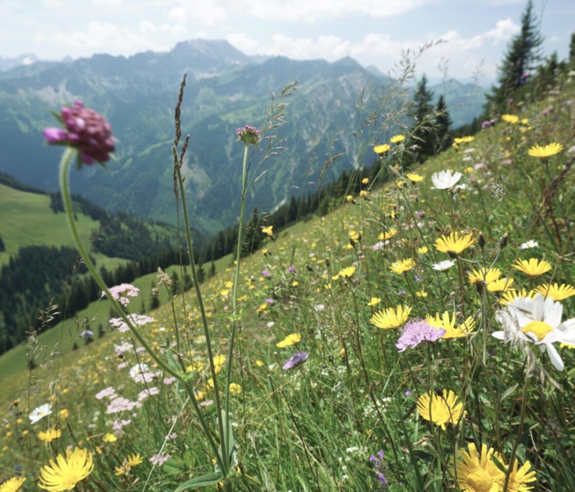 Gesundes Bayern
